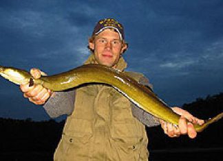 Winter-Aal auf Zocker