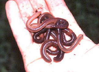 Schmerzfreie Kringler