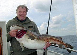 33-Pfund-Dorsch aus dem Kleinen Belt