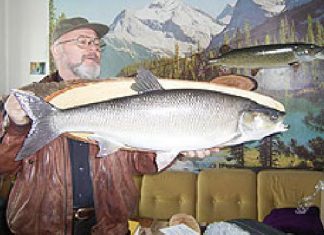 Rekord-Rapfen präpariert