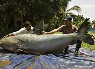 Mega-Wels aus dem Mekong