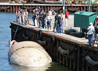 Riesiger Wal in Stralsund angekommen
