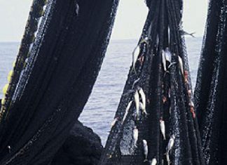 Meeresfisch mit Gütesiegel