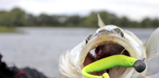 Gummifisch-Tricks auf Zander