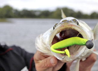 Gummifisch-Tricks auf Zander