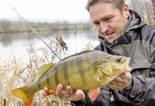 Grundeln machen Barsche fett!