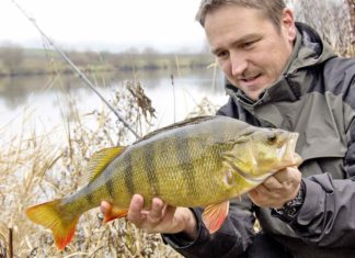 Grundeln machen Barsche fett!