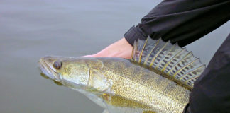 Auf Zander mit der Pose