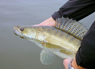 Auf Zander mit der Pose