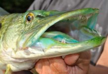 See der Smaragd-Hechte Smaragdsee aus dem Grillensee