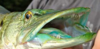 See der Smaragd-Hechte Smaragdsee aus dem Grillensee