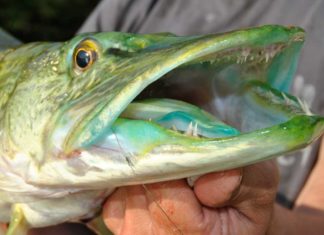 See der Smaragd-Hechte Smaragdsee aus dem Grillensee