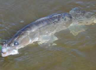 Hessen: Zanderschonzeit aufgehoben