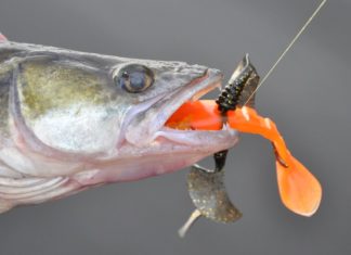 Weihnachtsbäume für Brandenburgs Zander