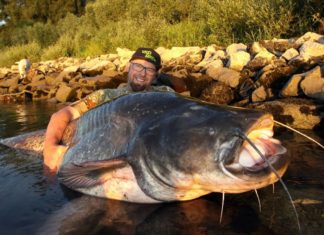Kapitaler Wels aus dem Rhein Peter Merkel mit seinem 2,40 Meter langen Waller aus dem Rhein.