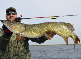 Aus dem Kraut gelupft