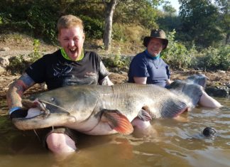 Rekordverdächtiger Waller auf Spinnrute