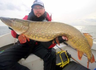 Neuer Svartzonker-Köder erfolgreich Dirk Nestler mit seinem Bodden-Hecht.