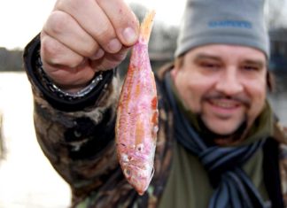 Exotische Köderfische Damit fängt man Hechte! Uwe Pinnau merkte sehr schnell, wie fängig exotische Köderfische sind.