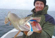 Fangen mit XXL-Gummifischen Frontal genommen: Für den großen Hecht ist der 23er Gummifisch lediglich eine Vorspeise.