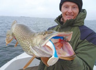 Fangen mit XXL-Gummifischen Frontal genommen: Für den großen Hecht ist der 23er Gummifisch lediglich eine Vorspeise.