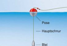 Sardinen-Schaukel Am Schaukel-System halten auch weiche Sardinen. Zeichnung: U. Koch