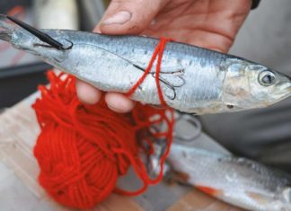 Raffiniertes für Hecht Mit etwas Wolle verhindert man, dass weiche Meeresfische wie diese Sadine vom Haken fallen. Das grelle Rot reizt die Hechte zusätzlich.