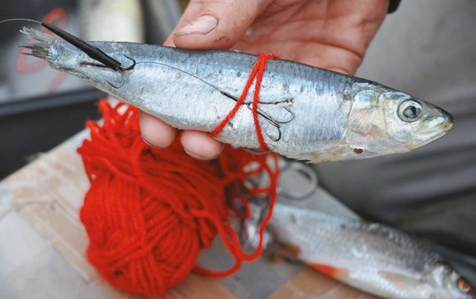 Mit etwas Wolle verhindert man, dass weiche Meeresfische wie diese Sadine vom Haken fallen. Das grelle Rot reizt die Hechte zusätzlich.