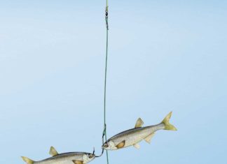 Schwarm-Montage Die Schwarm-Montage aus einem Bündel toter kleiner Köderfischchen punktet vor allem dann, wenn sich die Raubfische auf Fischbrut eingeschossen haben. Zeichnung: U. Koch