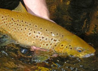 Schnelles Wasser, große Forellen Auch in flachen Bächen sind kapitale Bachforellen zu erwarten.