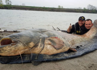Dreißigster Wels über 100 Kilo Frank Treffkorn (rechts) und Guide Benjamin Gründer (links) freuen sich über einen kapitalen Wels.