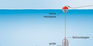 Doppel-Posen-Paternoster Arbeitsteilung: Die kleine Hechtpose zeigt den Biss an, die Unterwasserpose hält den Köderfisch über Grund. Zeichnung: U. Koch