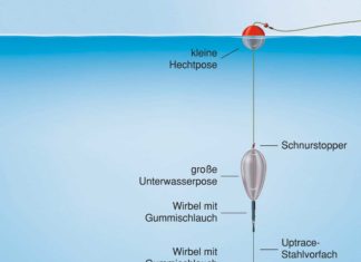 Doppel-Posen-Paternoster Arbeitsteilung: Die kleine Hechtpose zeigt den Biss an, die Unterwasserpose hält den Köderfisch über Grund. Zeichnung: U. Koch