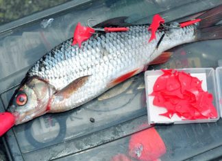 Oh, wie reizend! Signal zum Angriff: Grelles Rot provoziert die Hechte in jedem Gewässer.