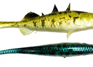 Westin „Stanley the Stickleback“