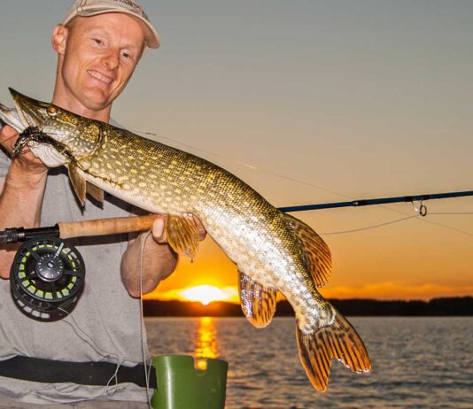 Veluwemeer in Holland Das Fliegenfischen ist auf dem Veluwemeer an ruhigen Tagen besonders effektiv. Die Streamer sollten nur nicht zu klein sein.