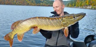 Ärger in der Barschburg Solche Hechte stehen gerne am Barschberg. Dank eines dünnen Stahlvorfachs konnte dieser Hecht am feinen Gerät gelandet werden.