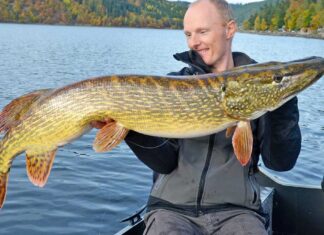 Ärger in der Barschburg Solche Hechte stehen gerne am Barschberg. Dank eines dünnen Stahlvorfachs konnte dieser Hecht am feinen Gerät gelandet werden.