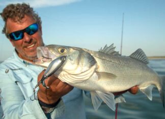 Wolfsbarsche drehen durch! Toine van Ierland mit einem schönen Wolfsbarsch von der holländischen Küste, gefangen auf einen Oberflächenköder von Berkley.