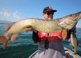 Mit Schleie auf Freiwasser-Hechte?