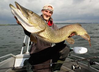 Yolo Pike Shad liefert erneut PB-Hecht