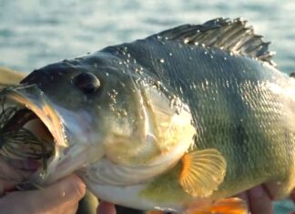 Frei für alle auf Pareygo.de: Edward von Zeck Fishing