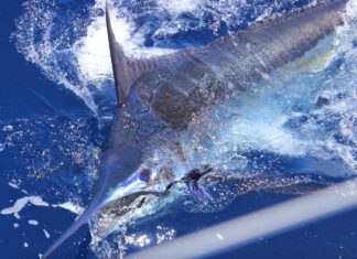 Gran Canaria: Europäisches Mekka für Hochseeangler