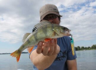 Sommer, Sonne, Barsche: So läuft es auf Stachelritter auf der Müritz