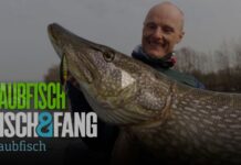 Frei für alle auf Pareygo: So fängt der Twitchmaster Twitchmaster