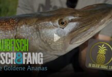 Frei für alle auf Pareygo: Die Goldene Ananas 2.0, Folge 4 Die Goldene Ananas