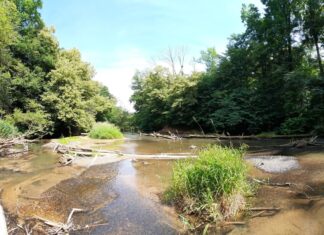 Artenvielfalt in europäischen Flüssen stagniert Biodiversität in Fließgewässern