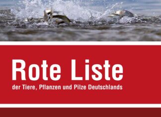 Rote Liste: Fischbestände deutlich verschlechtert Rote Liste
