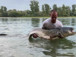 2,40 m lang ist der Rhein-Waller, den Attila Arendt mit leichtem Gerät in einem Buhnenfeld bezwingen konnte.