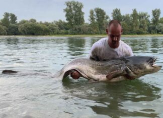 Ausnahme-Wels beim Light-Tackle-Uferspinnfischen 2,40 m lang ist der Rhein-Waller, den Attila Arendt mit leichtem Gerät in einem Buhnenfeld bezwingen konnte.